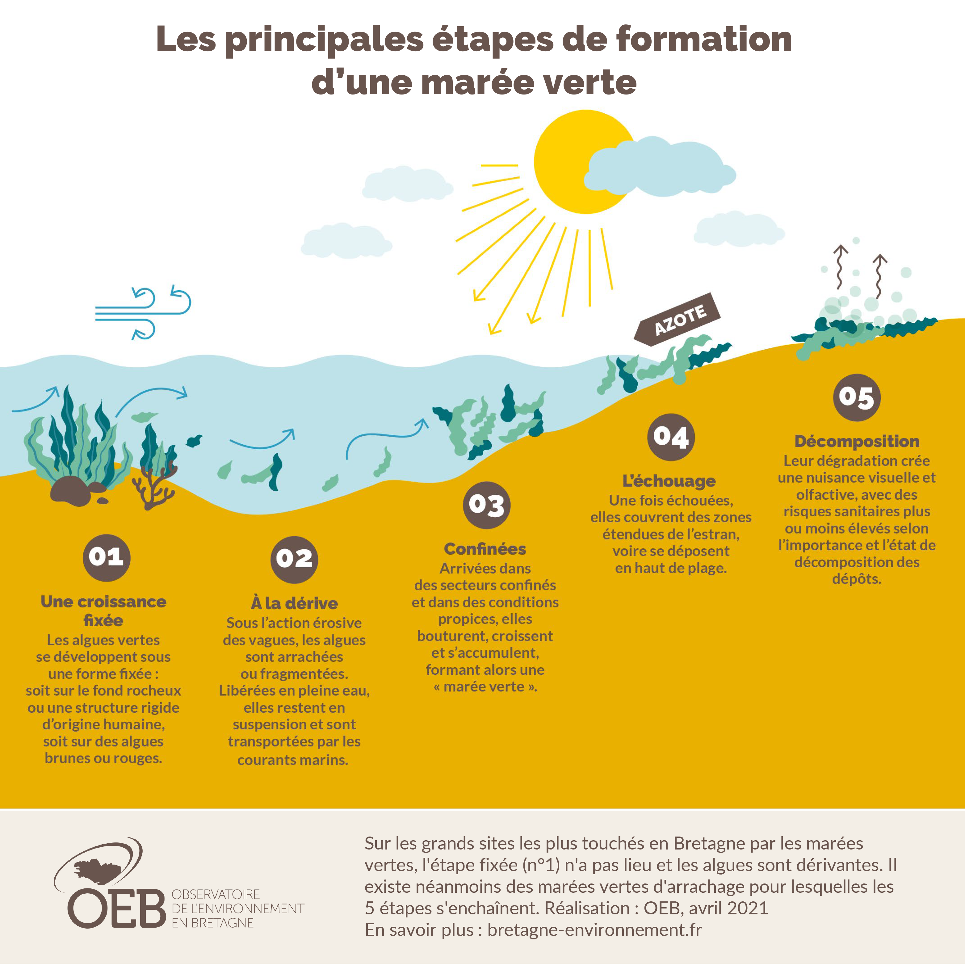 Les étapes de formation des marées vertes
