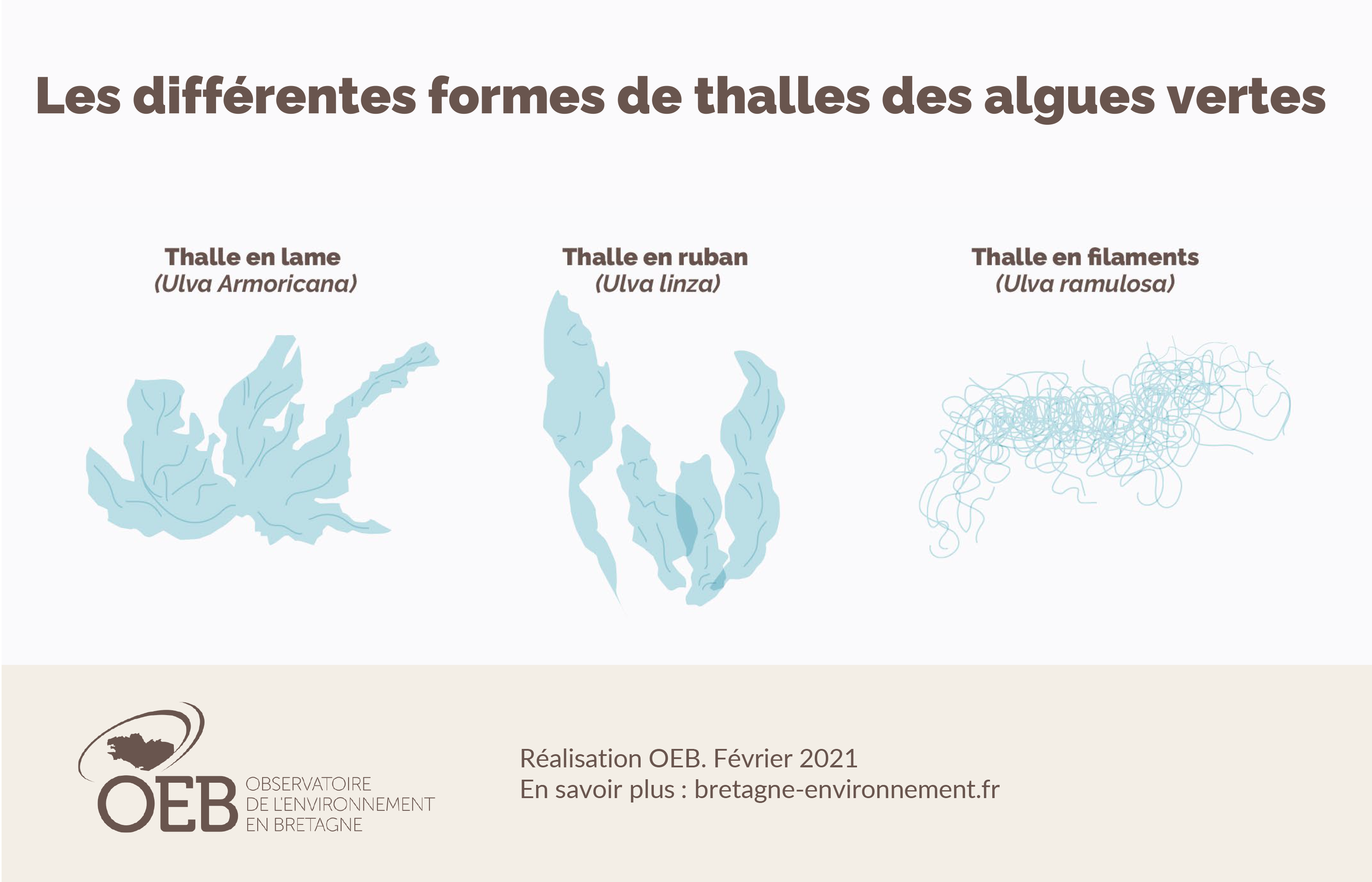 Schéma pédagogique - Les différentes formes de thalles des algues vertes