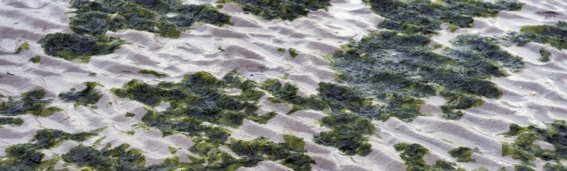 Photo Algues vertes échouées sur une plage