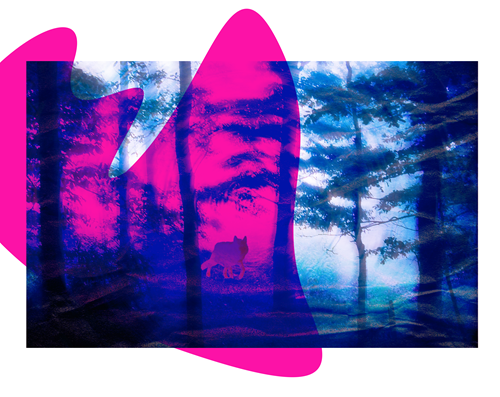 Se souvenir des loups