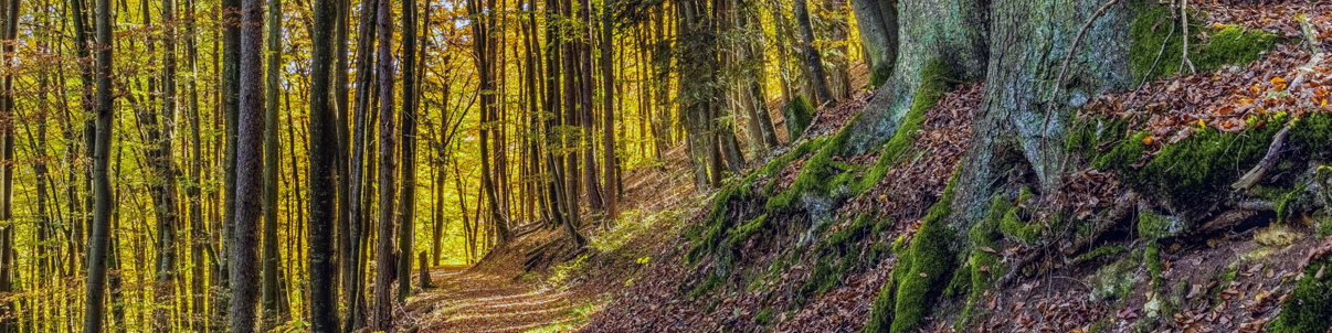 Chemin forestier