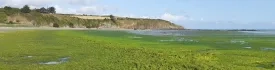 Marée verte à la plage de Bon Abri