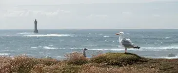 Un goéland posé en bord de falaise, plumes au vent, face à la mer et le phare d'Ouessant