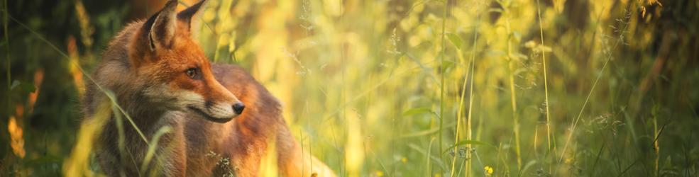 photo Renard roux