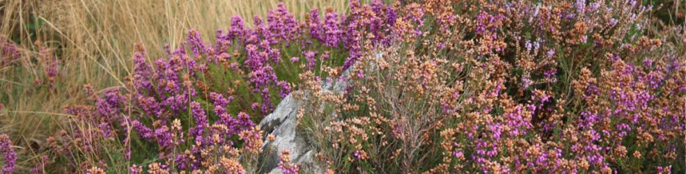 Bruyères sur les landes de la réserve naturelle du Cragou