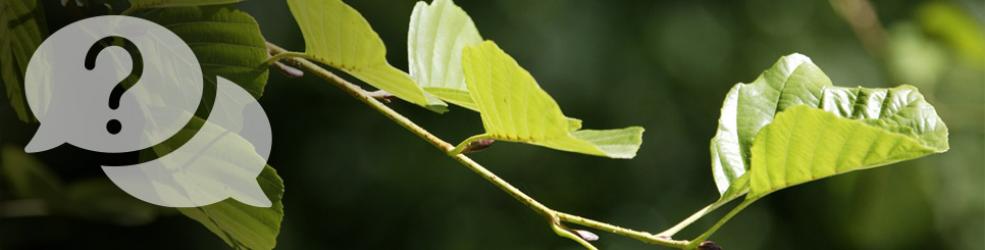 Photo feuilles