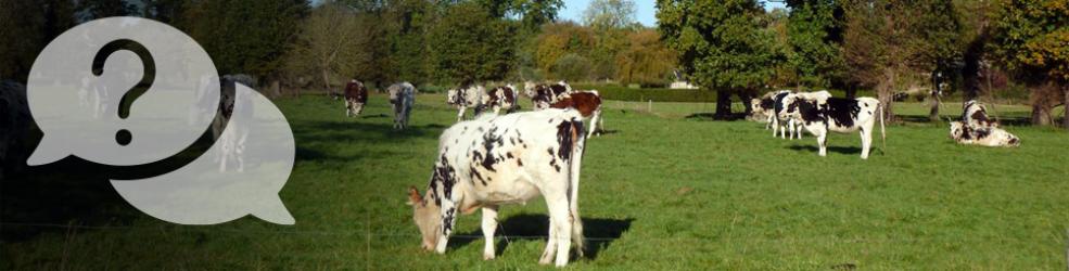 Photo Troupeau de vaches dans le bocage breton