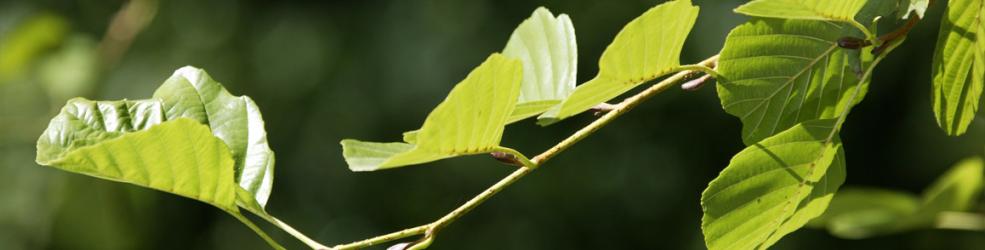 Photo feuilles