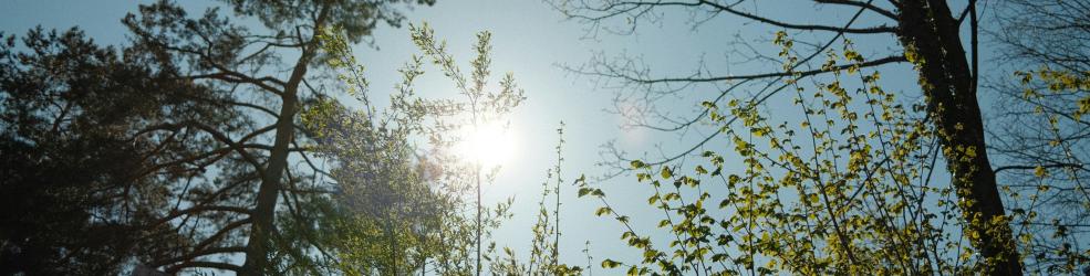 Soleil et ciel bleu avec des arbres