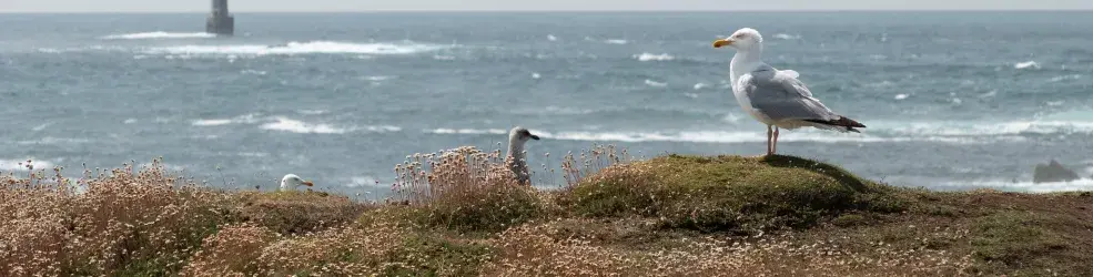 Un goéland posé en bord de falaise, plumes au vent, face à la mer et le phare d'Ouessant