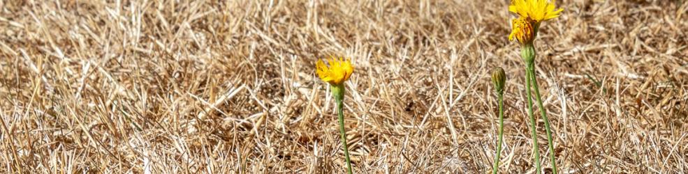Photo Herbe sèche