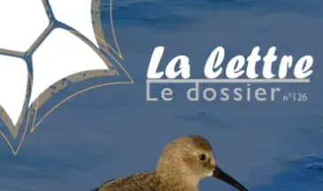 couv La lettre, Réserve naturelle de la baie de Saint-Brieuc n°126 - Le Bécasseau variable : petit limicole, grand migrateur