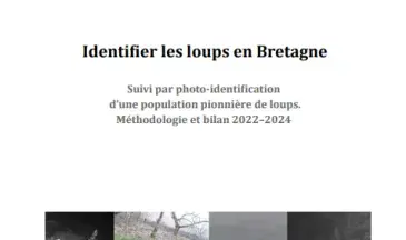couv Identifier les loups en Bretagne