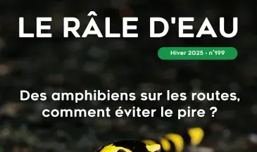 Couv Le Râle d'eau n°199 - Les amphibiens sur les routes, comment éviter le pire ?