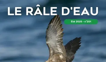 couv Le Râle d'eau n°201 - Le Puffin des Baléares : l’oiseau marin le plus menacé d’Europe