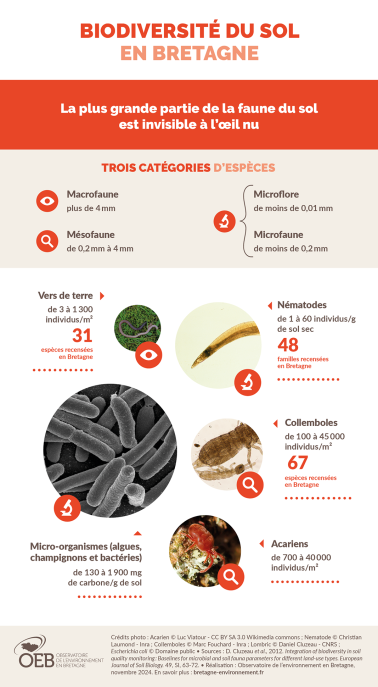 Infographie Biodiversité du sol en Bretagne