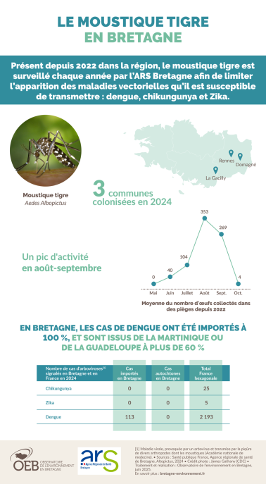 infographie moustique tigre en Bretagne 2025