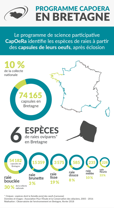 Infographie Programme Capoera en Bretagne