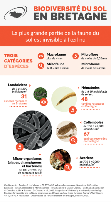 Infographie Biodiversité du sol en Bretagne