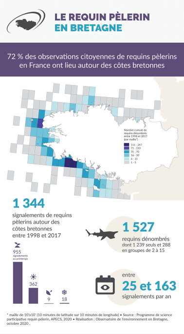 Infographie Le requin pèlerin en Bretagne