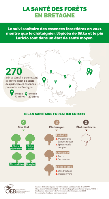 Infographie La santé des forêts en Bretagne