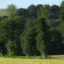 Photo Haie bocagère