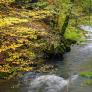 photo de Rivière forestière
