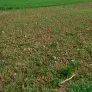 Bande enherbée en bordure d'un champ