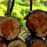 Photo Coupe de bois bûche