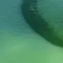 photo de Rideau d'algues vertes dans les eaux littorales, en baie de Douarnenez