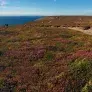 Photo Les landes de la pointe de Pen-Hir 
