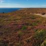 Photo Les landes de la pointe de Pen-Hir
