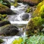 Cours d'eau forestier