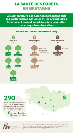 Infographie La santé des forêts en Bretagne en 2025