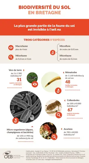 Infographie Biodiversité du sol en Bretagne