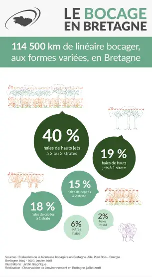 Infographie Les haies bocagères en Bretagne