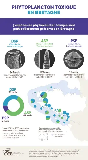 Infographie Phytoplancton toxique en Bretagne