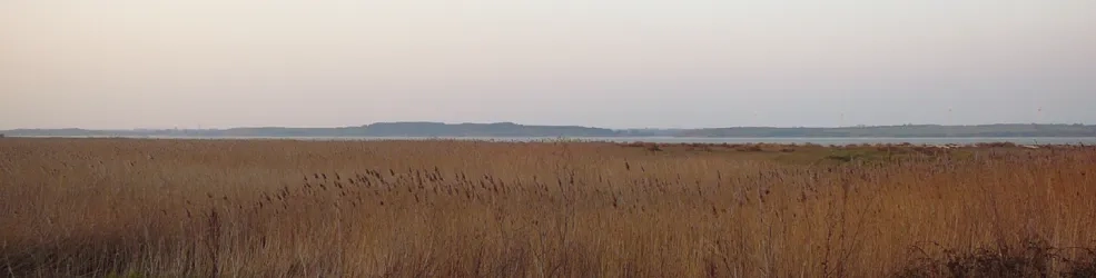 Photo Vasières littorales et oiseaux migrateurs