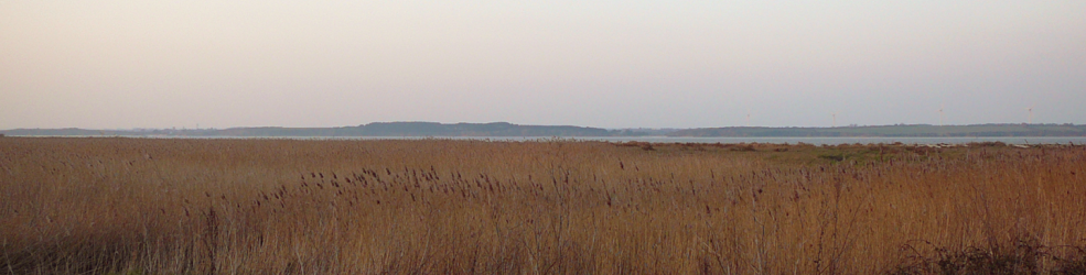 Photo Vasières littorales et oiseaux migrateurs
