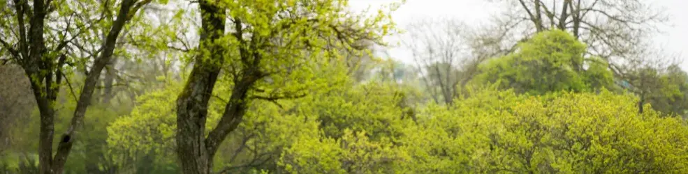 Photo agroforesterie