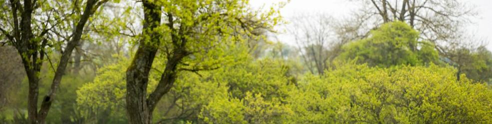 Photo agroforesterie