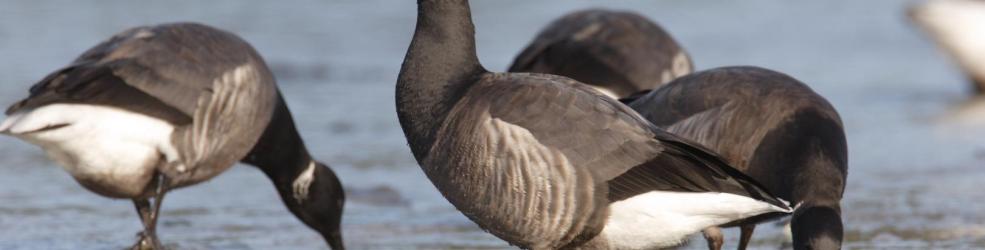 Photo bernache cravant