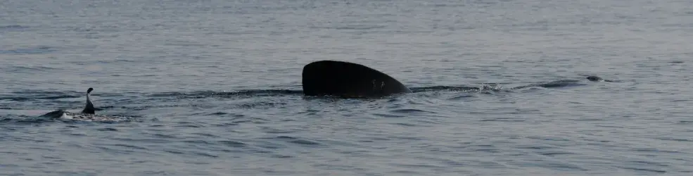 photo d'aileron de requin pèlerin