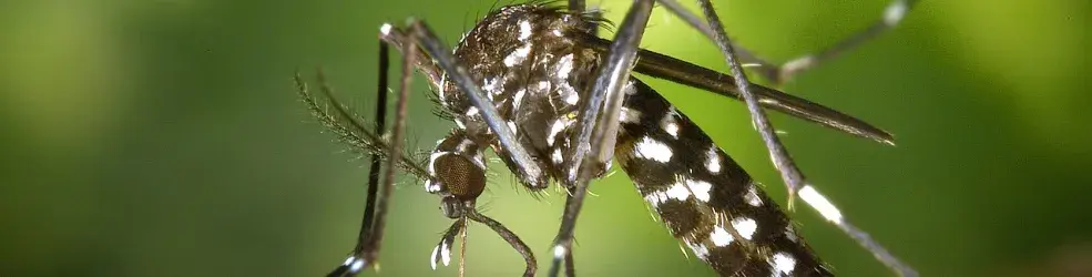 Moustique tigre (Aedes albopictus)