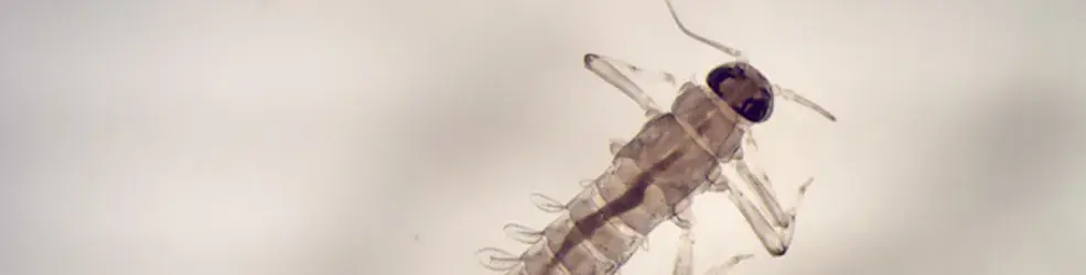 photo insecte de la famille des baetidae (Ordre des Ephéméroptère)