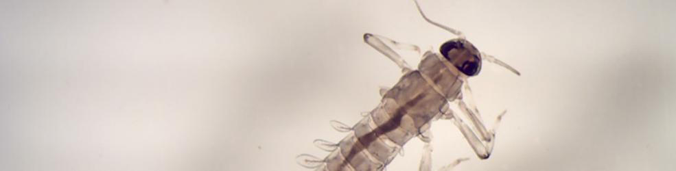 photo insecte de la famille des baetidae (Ordre des Ephéméroptère)