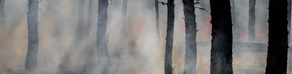 Silhouettes d'arbres après un feu de forêt