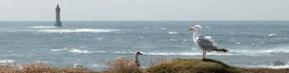 Un goéland posé en bord de falaise, plumes au vent, face à la mer et le phare d'Ouessant