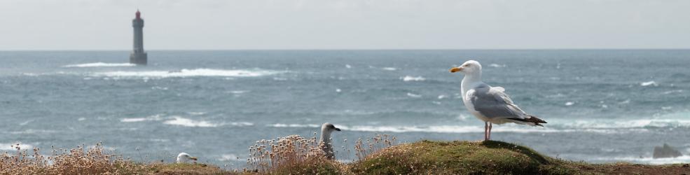 Un goéland posé en bord de falaise, plumes au vent, face à la mer et le phare d'Ouessant