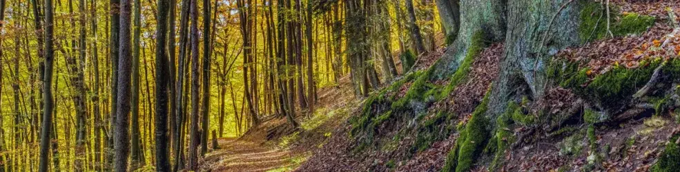 Chemin forestier